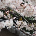東京(とうきょう)の桜(さくら)