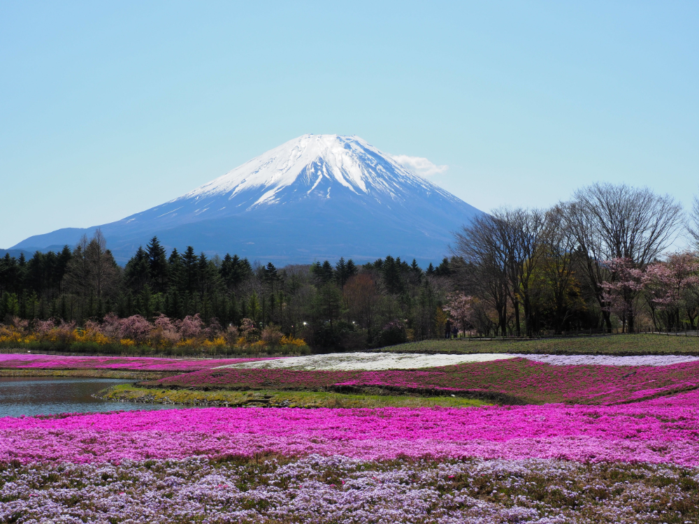 富士五湖（ふじごこ） 日本語多読道場 yomujp