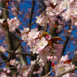桜(さくら)